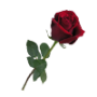 rose.png